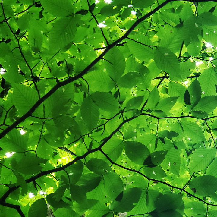 Close-up of green leaves and branches