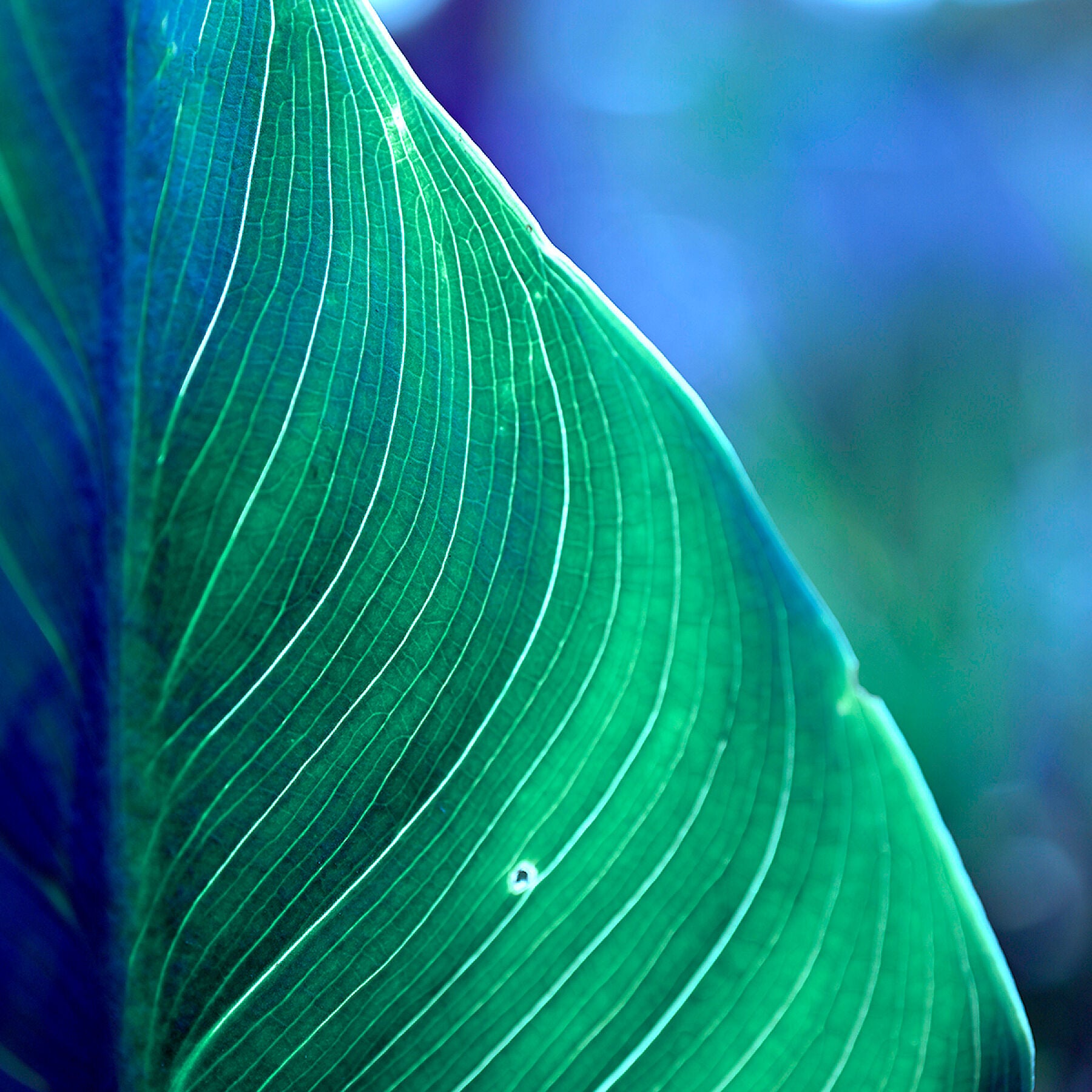Close-up of a green leaf with a blurred blue background
