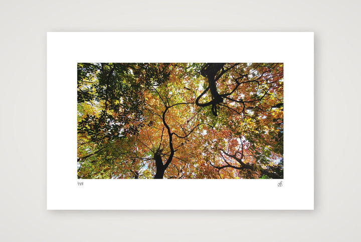 Airways — 45×30cm, 18×12" Print only