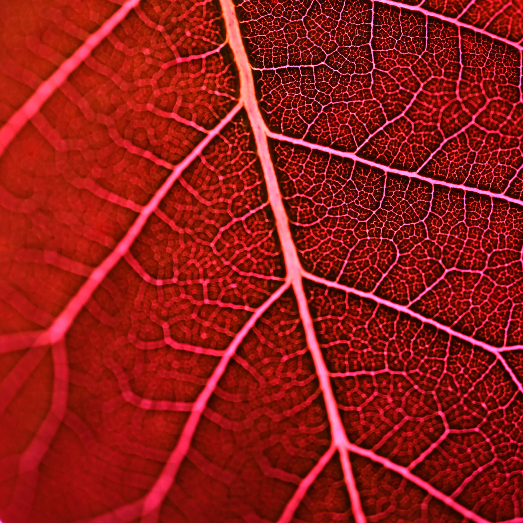 Close-up of a red leaf with intricate vein patterns