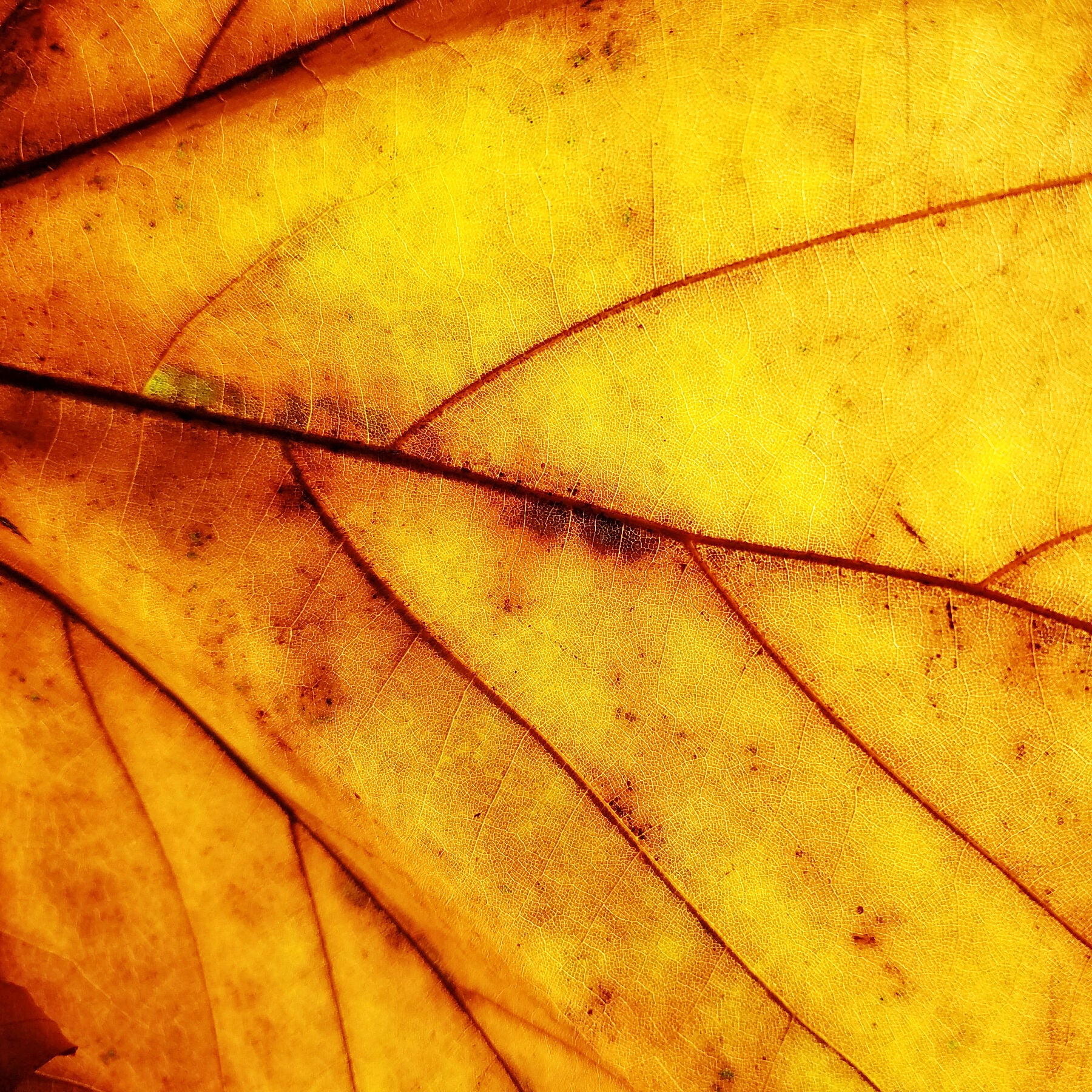 square abstract botanical wall art print in golden tones with dense structure, contemporary fine art for interior design