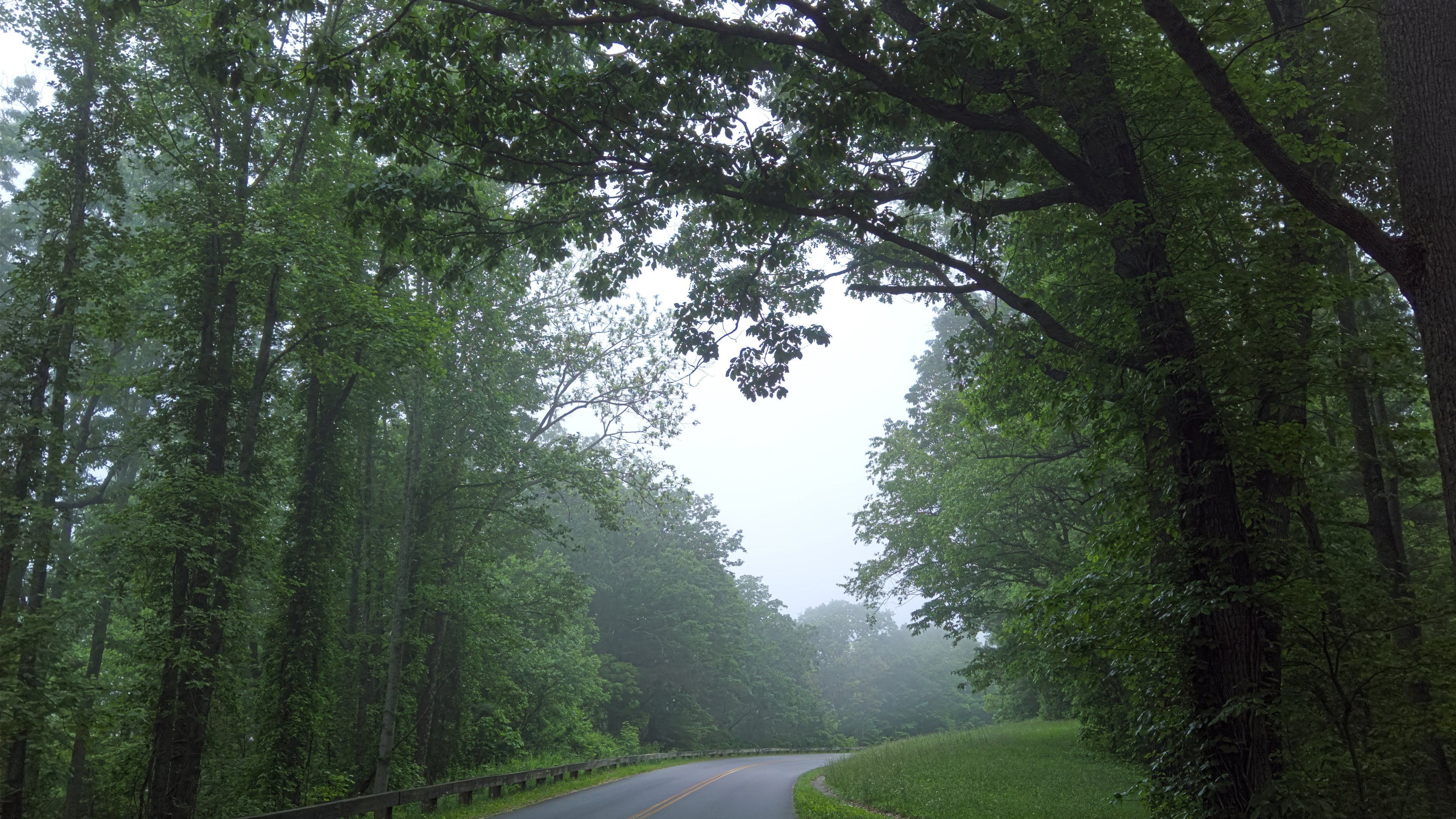 Misty green summer time forest road beneath a canopy of trees photographed on the Blue Ridge Parkway in North Carolina by abstract artist Ava Bock.